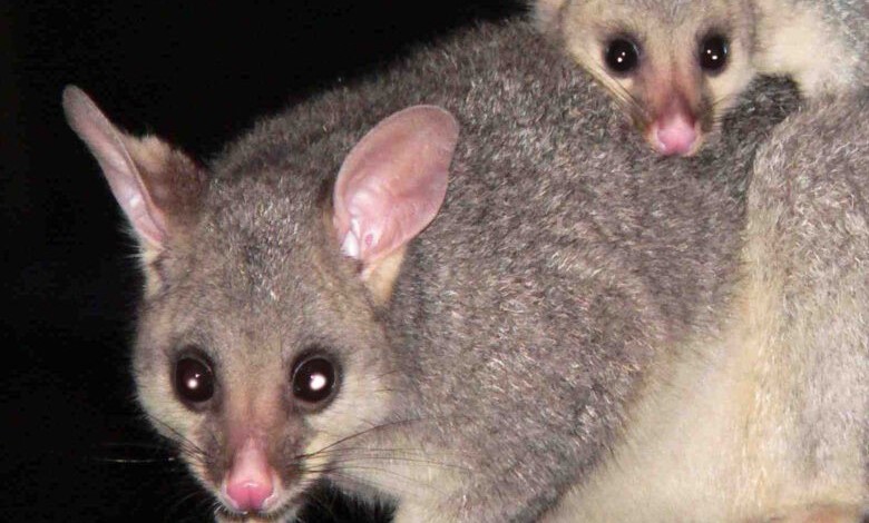 An adult possum in roof carrying its young.